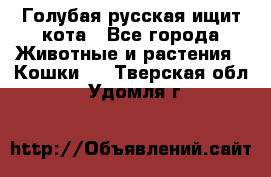 Голубая русская ищит кота - Все города Животные и растения » Кошки   . Тверская обл.,Удомля г.